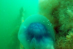 DSCF5888