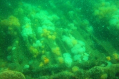 DSCF5896