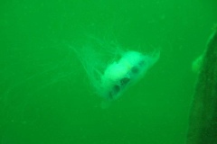 DSCF5912