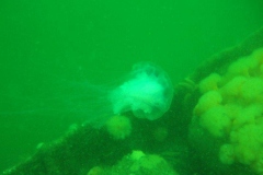 DSCF5915