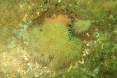DSCF5930
