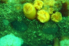 DSCF5936