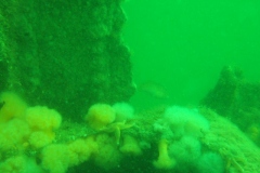 DSCF5939