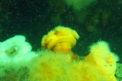 DSCF5940