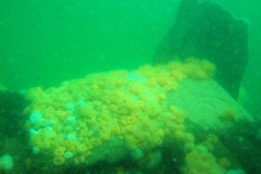 DSCF5955