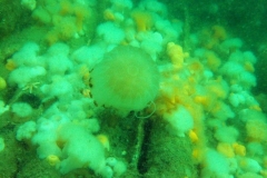 DSCF5961