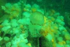 DSCF5962