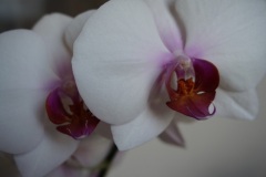 DSC00207