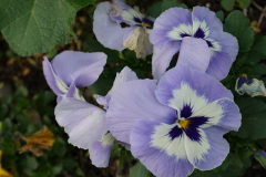 DSC02569