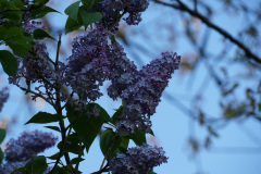 DSC02806