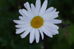 DSC02945