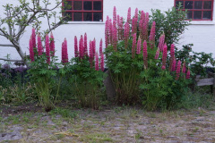 DSC02962