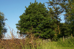DSC03004