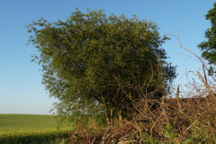 DSC03005