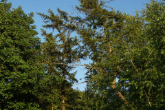 DSC03009