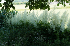 DSC03093