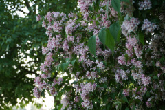 DSC03128