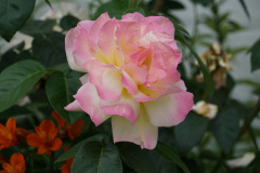 DSC03171