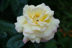 DSC03172