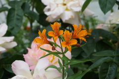 DSC03175