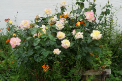 DSC03177