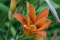 DSC03179