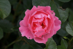 DSC03181