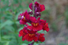 DSC03186