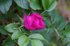 DSC03193