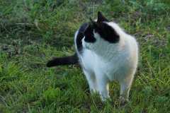 DSC02919