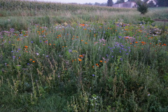 DSC07503