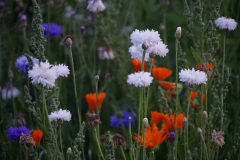 DSC07508