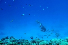 DSCF7457