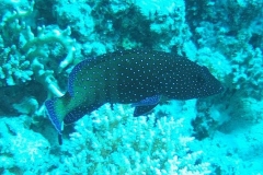 DSCF7462