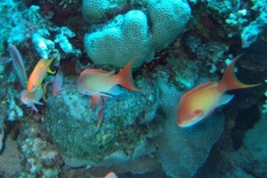 DSCF7466