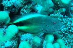 DSCF7472
