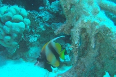 DSCF7474