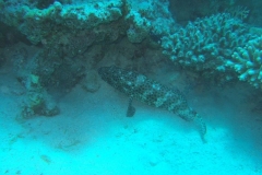 DSCF7484