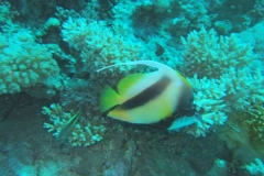 DSCF7487