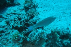 DSCF7489