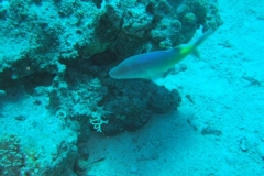 DSCF7492