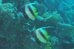 DSCF7493