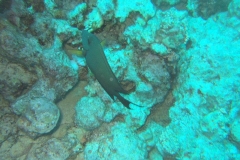DSCF7495