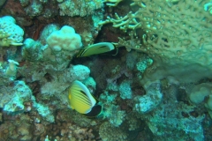 DSCF7496