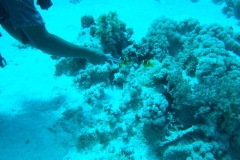 DSCF7498