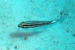 DSCF7510