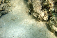 DSCF7646