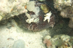 DSCF7661
