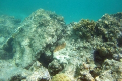 DSCF7681