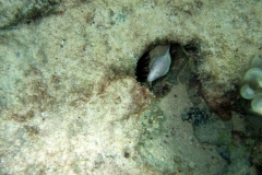 DSCF7943